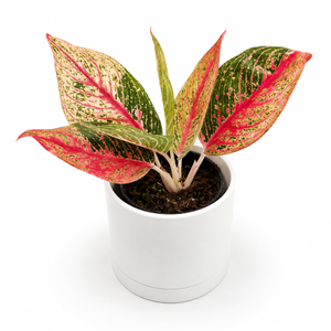 Aglaonema Pink Legacy