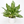 Aglaonema Pictum ‘Peacock’