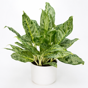 Aglaonema Pictum ‘Peacock’