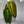 Philodendron Melanochrysum