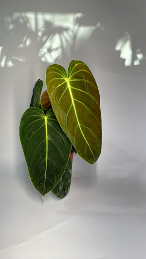 Philodendron Melanochrysum