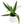 Dracaena 'Warneckii'