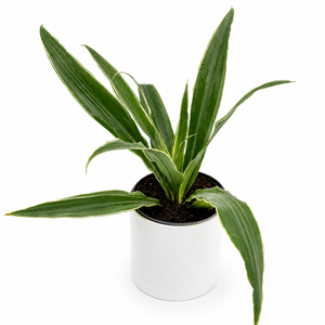 Dracaena 'Warneckii'