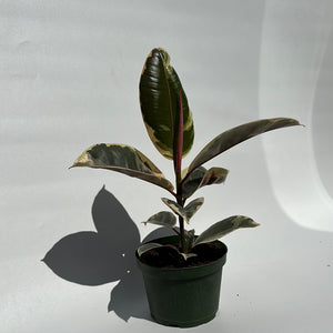 Ficus Tineke