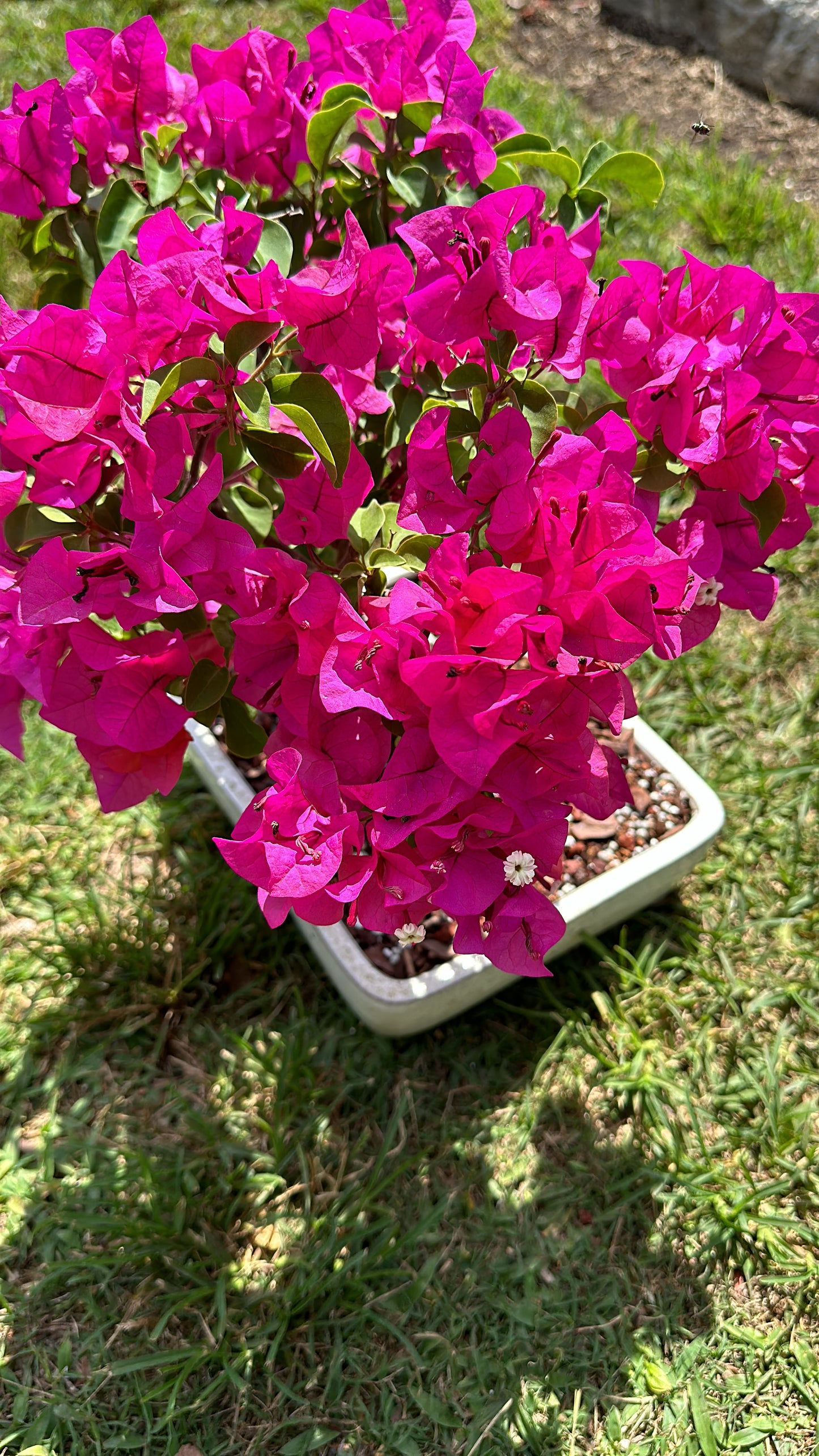 Invoice Evenyce  * bougainvillea white pot