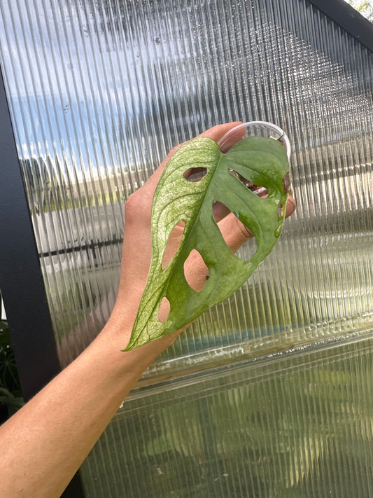 Variegated adansonii single leaf rooted 1