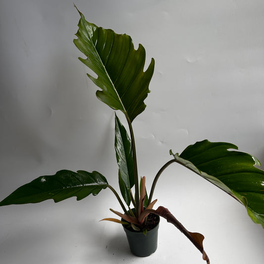 Philodendron Pluto 4"
