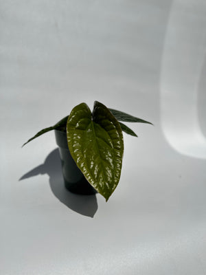 Anthurium Radicans x Luxurians