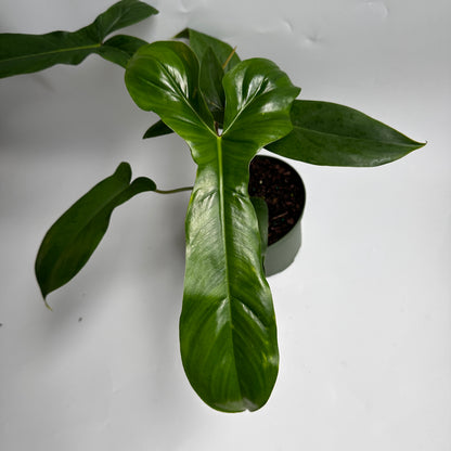 Philodendron 69686 6"