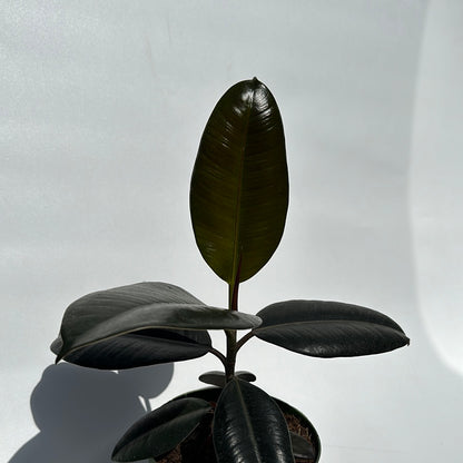 Ficus Rubber tree 6"