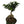 Ficus Ginseng