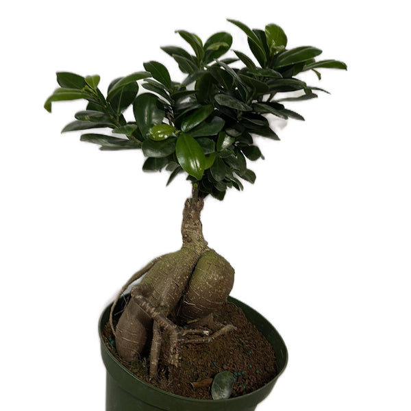 Ficus Ginseng