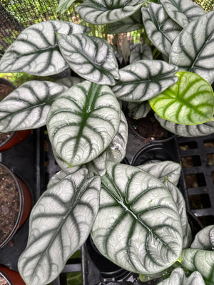 Alocasia Silver Dragon