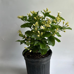 Jasmine Bush (Mo Samba)