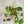 Philodendron Silver Stripe