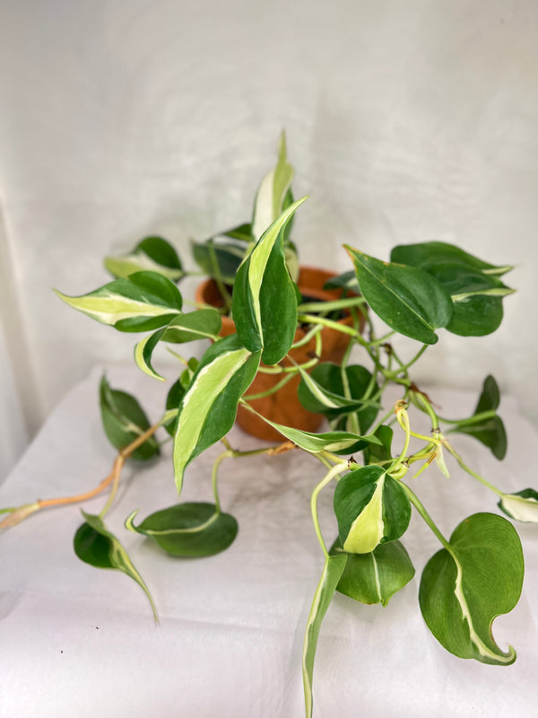 Philodendron Silver Stripe