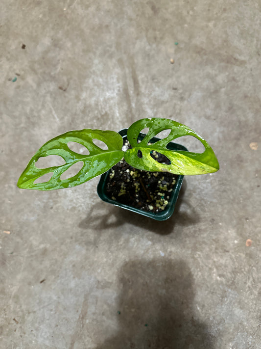 Variegated monstera adansonii  * rooting