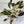 Calathea White Fusion