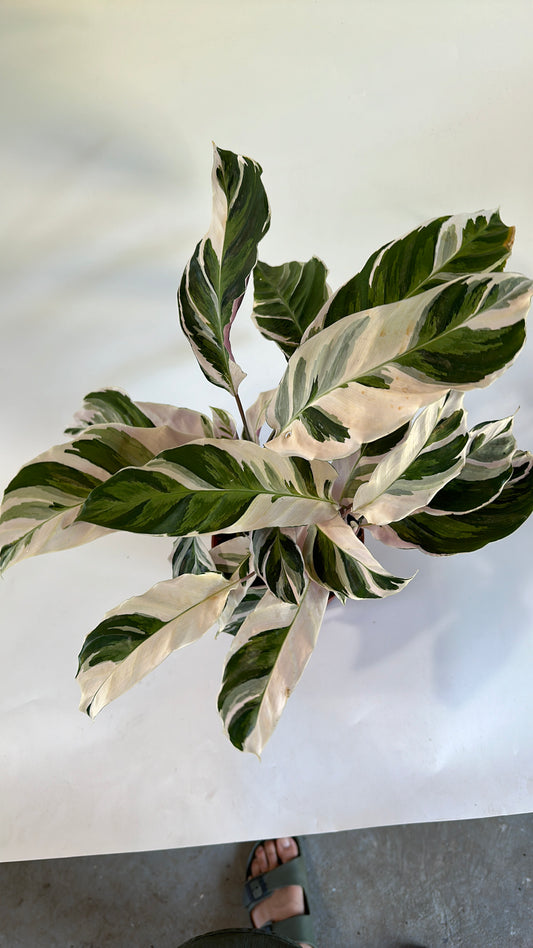 Calathea White Fusion