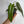 Philodendron Spiritus Sancti