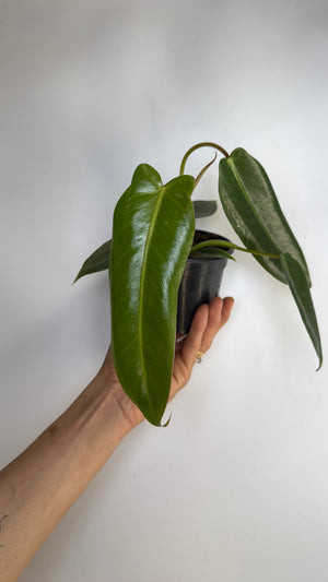 Philodendron Spiritus Sancti