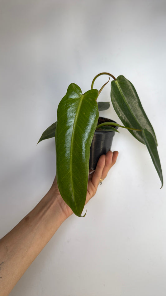 Philodendron spiritus sancti 4" pot Rare Plant Collectors Plant
