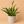 Large Sansevieria Lauren 'Yellowstone'
