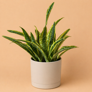 Large Sansevieria Lauren 'Yellowstone'