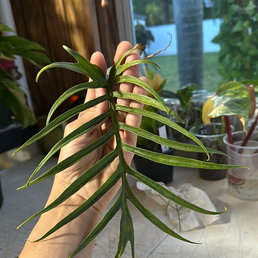 Philodendron tortum * Fresh cutting*