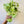 Pothos Snow Queen