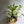 Pothos N'Joy