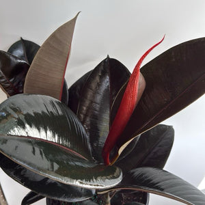 Ficus Elastica Burgundy