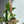 Tricolor Syngonium 'Red Spot'