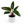 Philodendron ‘Red Congo’