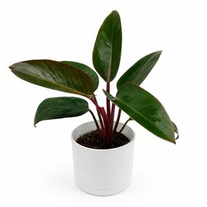 Philodendron ‘Red Congo’