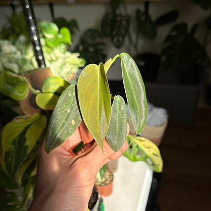 Philodendron gigas PG2