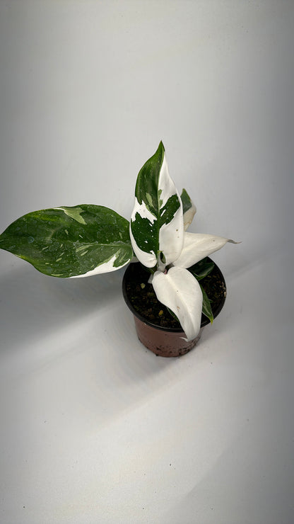 Philodendron white princess 4"