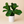 Large Ficus Fiddle Leaf Fig