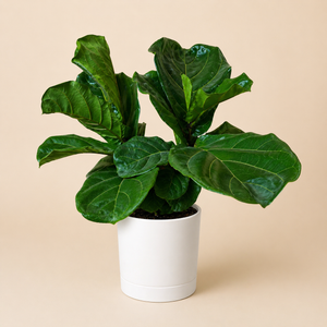 Large Ficus Fiddle Leaf Fig