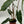 Philodendron Billitie 6” pot