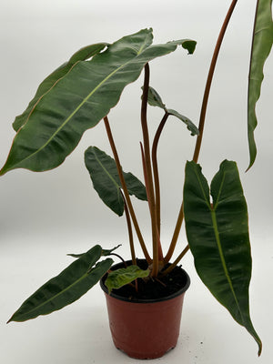 Philodendron Billitie 6” pot