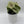 Syngonium 'Orn Thong'