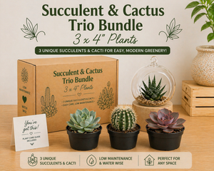 Succulent & Cactus Mystery Bundle Box - 3 Plants