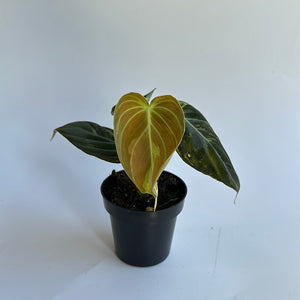 Variegated Philodendron Melanochrysum