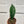 Sansevieria Masoniana (Whale Fin)