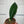 Sansevieria Masoniana (Whale Fin)