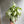 Syngonium Holly