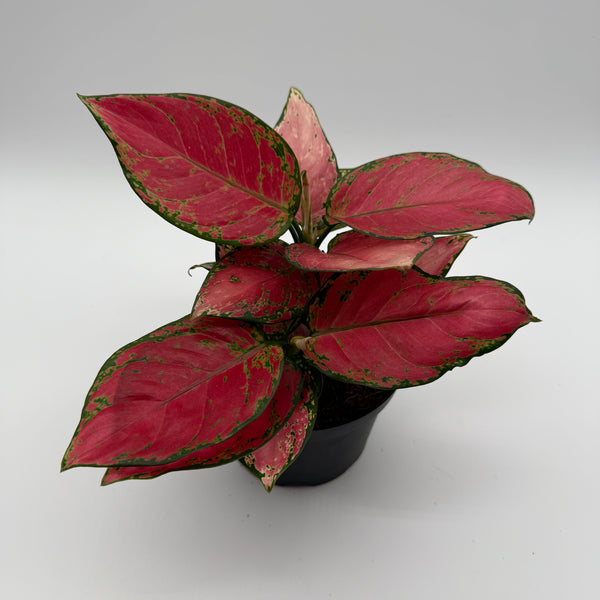 Aglaonema pink zircone 6" pot