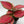 Aglaonema pink zircone 6
