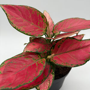 Aglaonema Red Zircone